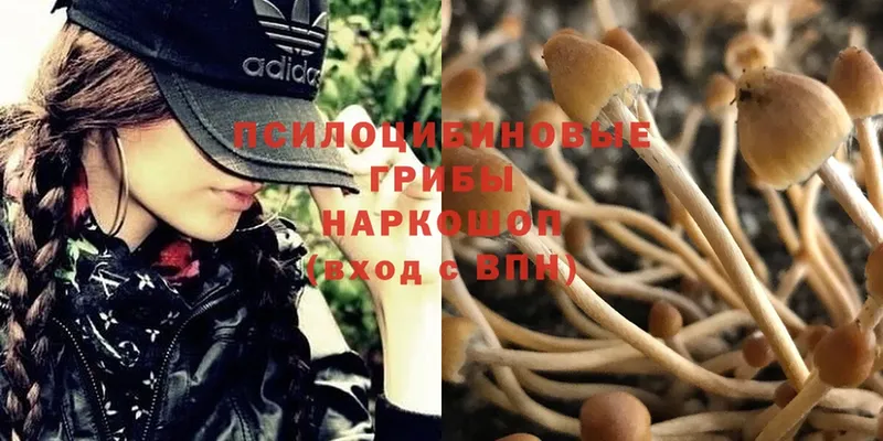 Галлюциногенные грибы Magic Shrooms  купить наркоту  Белебей 